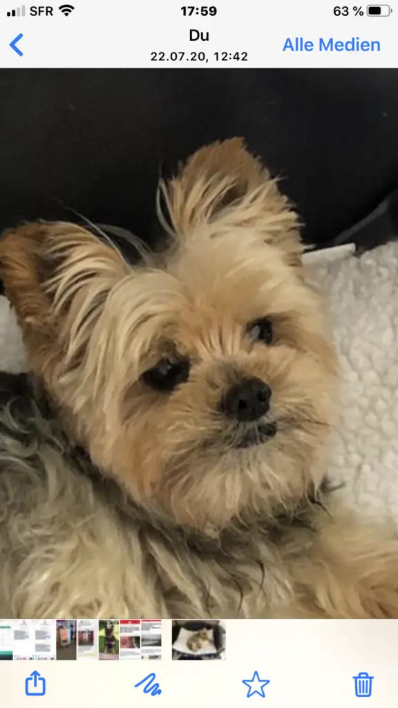 Condolence image of Josephine mit Bandit im❤️