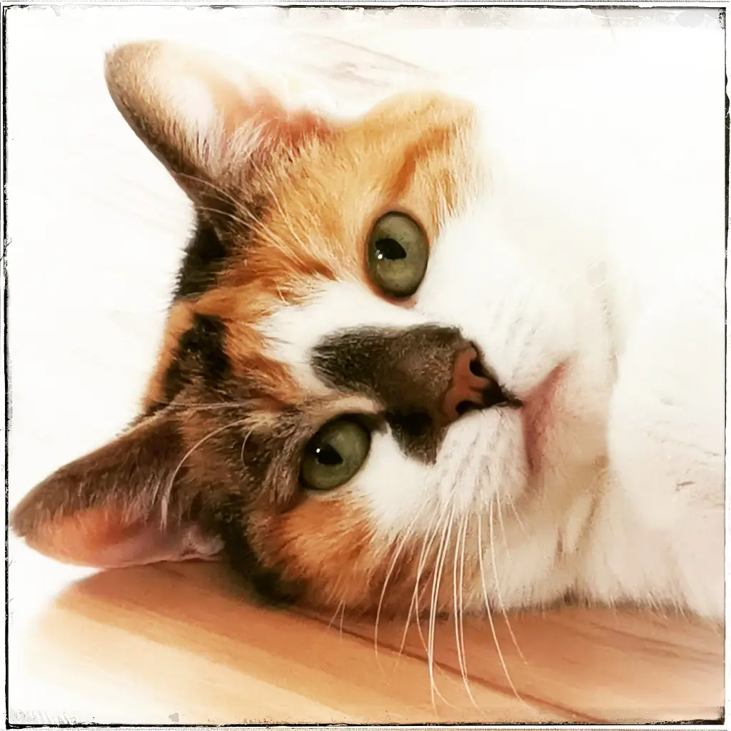 Image from Crazy