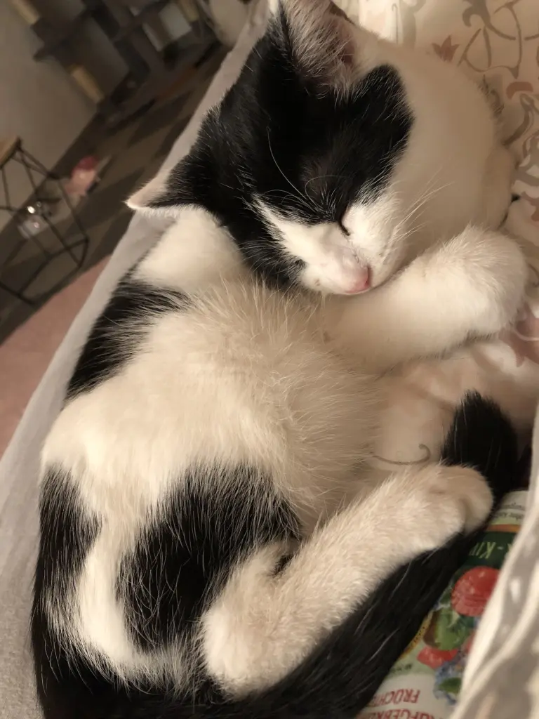 Andachtsbild von Nele mit Filou im Herzen