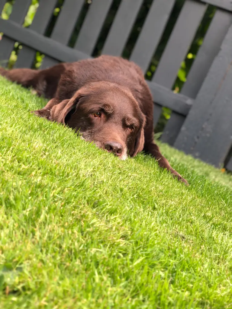 Bild von Dolf