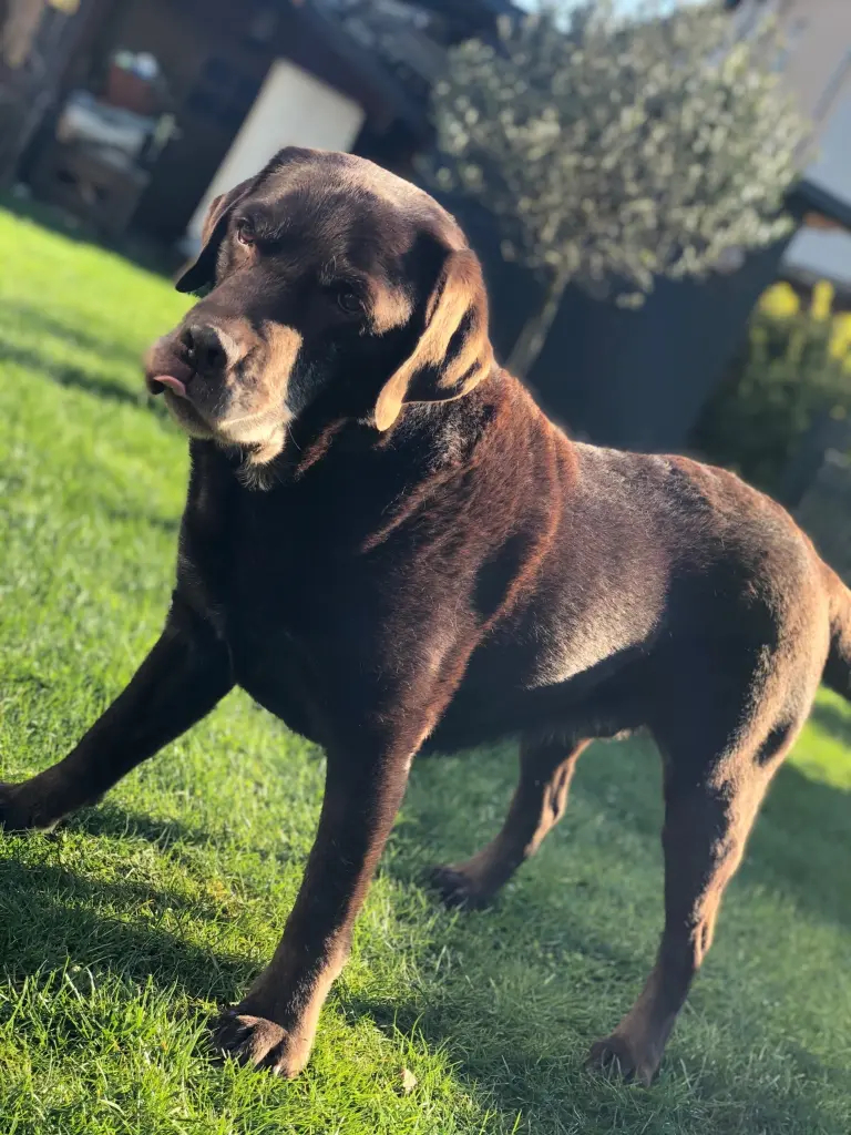 Bild von Dolf