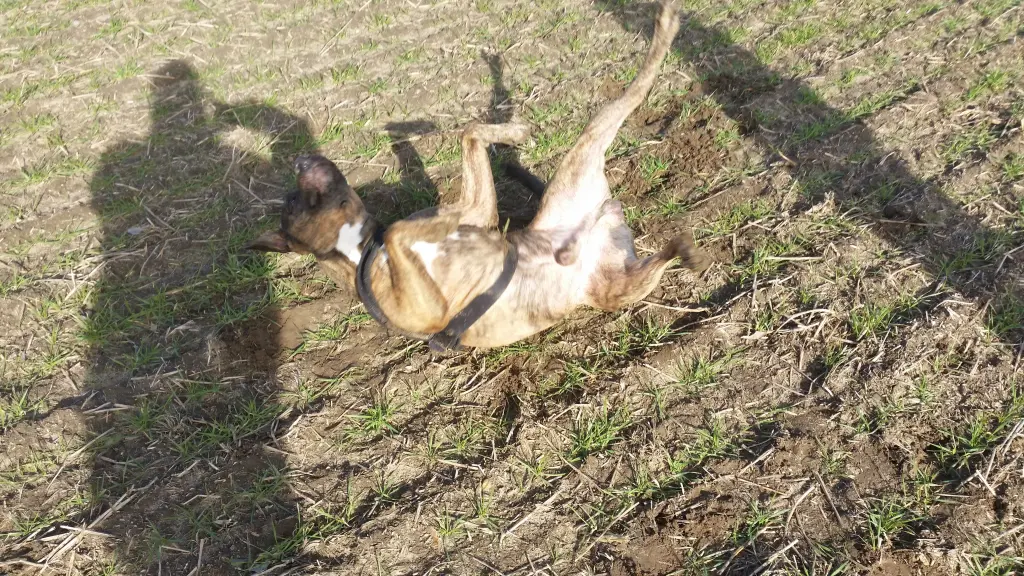 Condolence image of Für Odin in ewiger Liebe Deine Mama