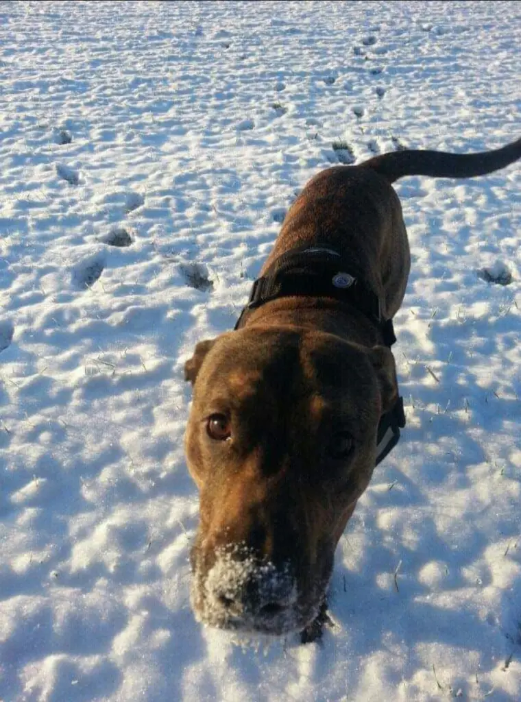 Condolence image of Für Odin in liebe Deine Mama ♡