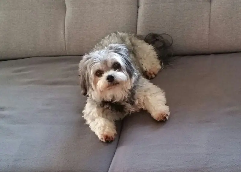 Andachtsbild von Petra mit Seelenhund Junior