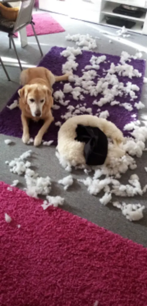 Andachtsbild von Susanne