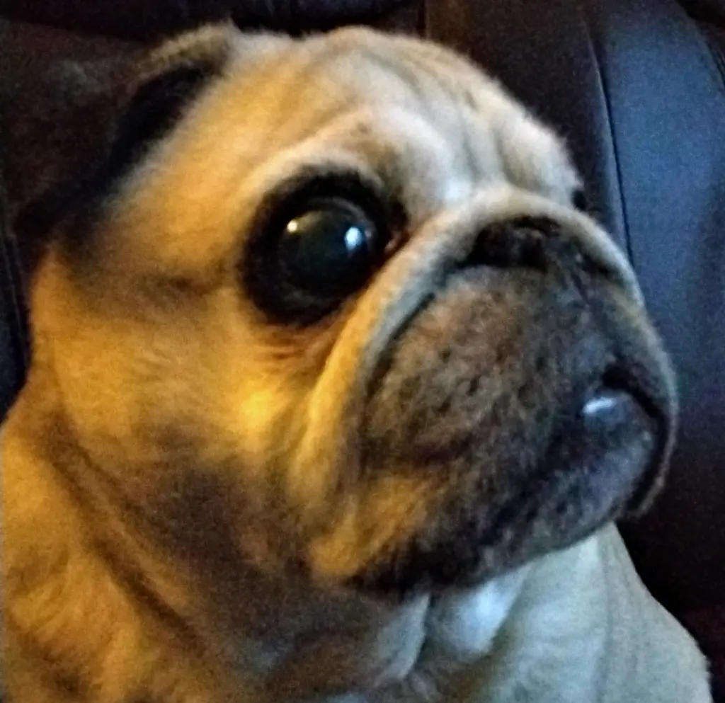 Image from Molly