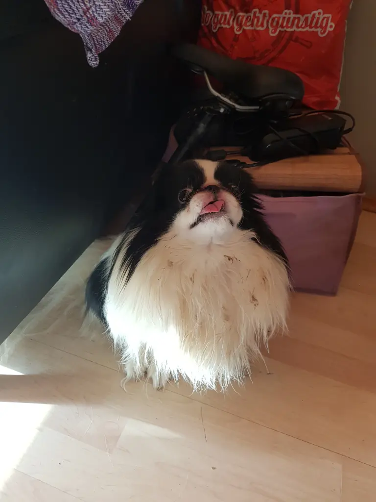 Image from Gismo