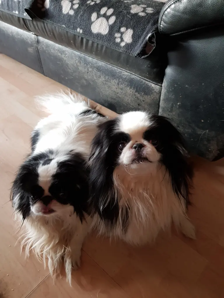 Image from Gismo