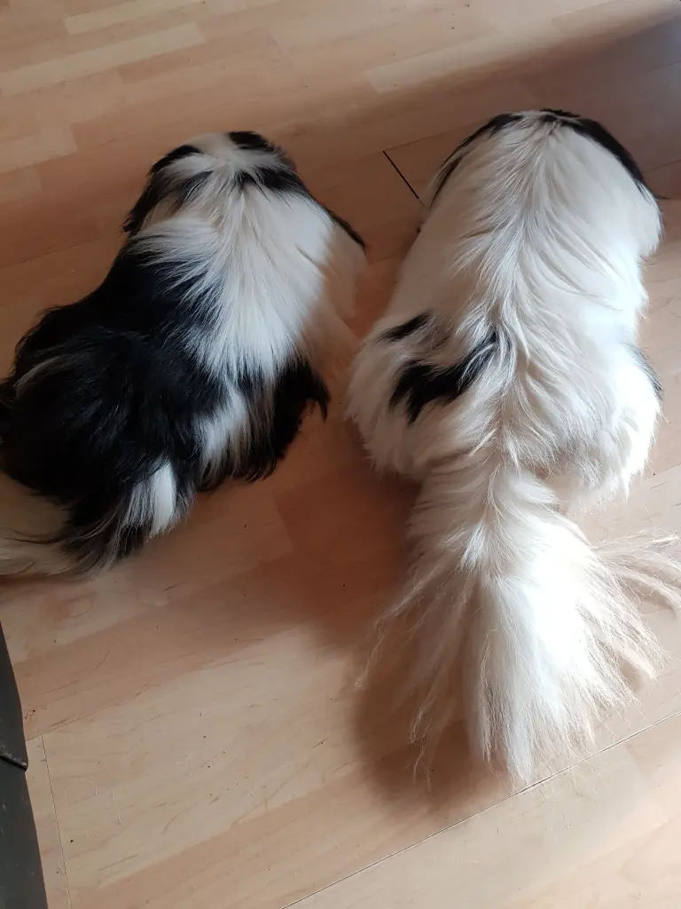 Image from Gismo