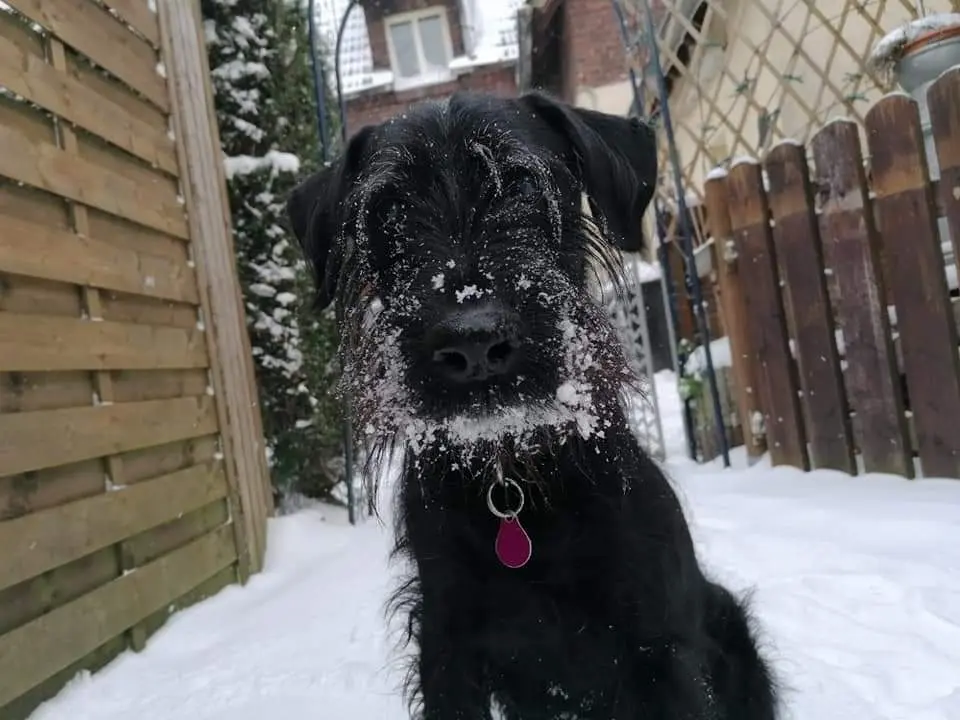 Image from Stitch