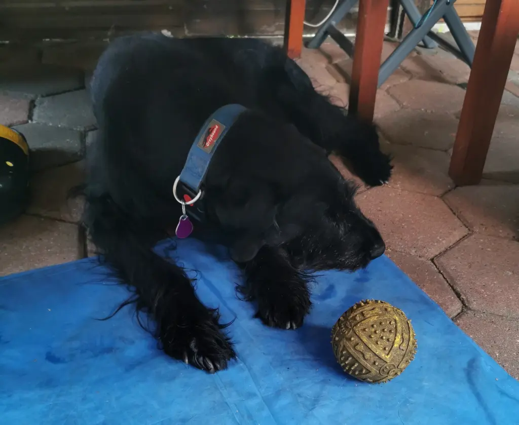 Image from Stitch