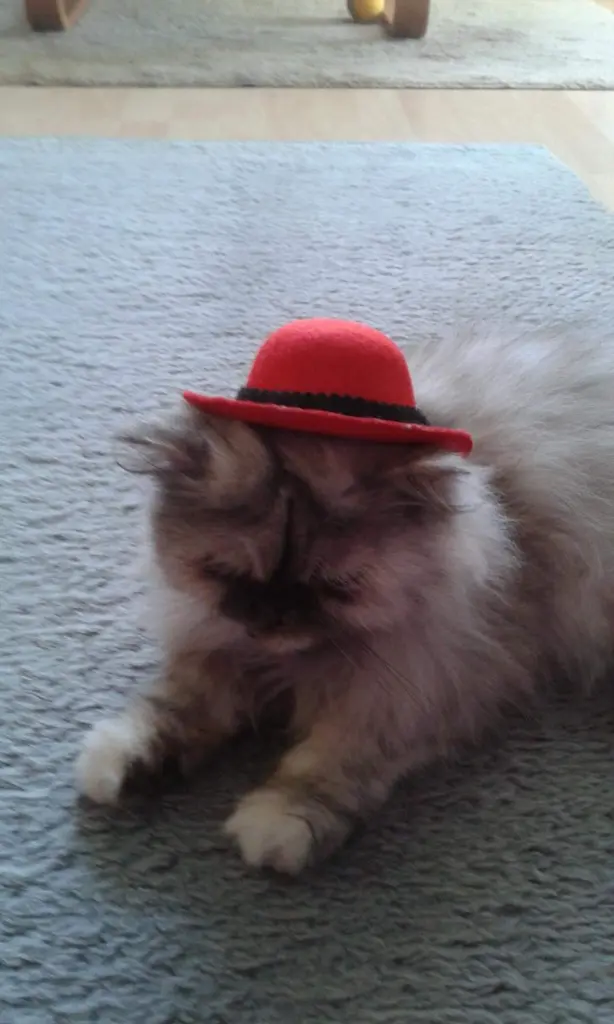 Image from Kitty