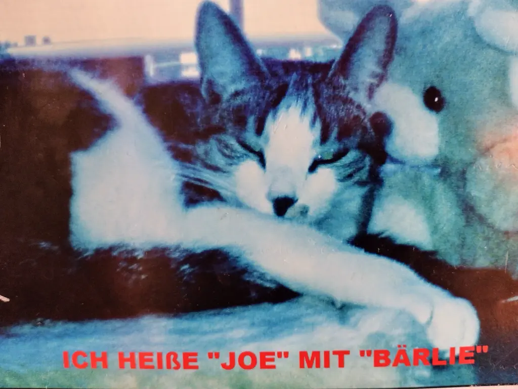 Image from Joe