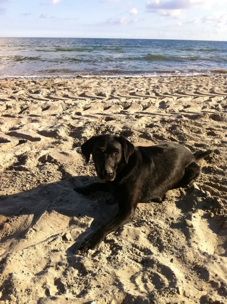 Condolence image of Meike