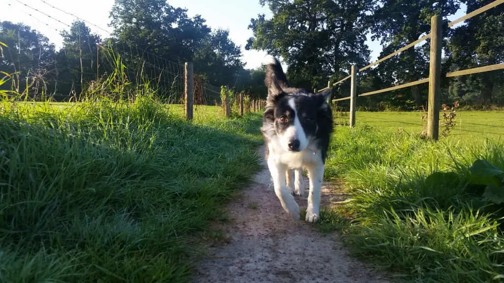 Image from Ronja