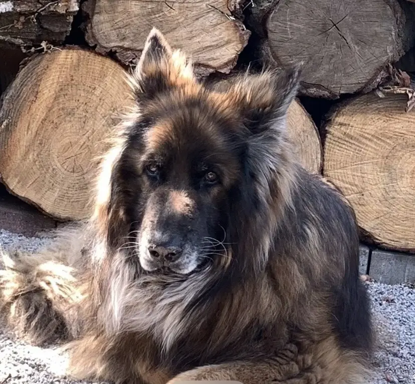 Condolence image of Für dich Lucky