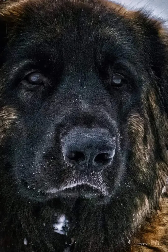 Image from Loki