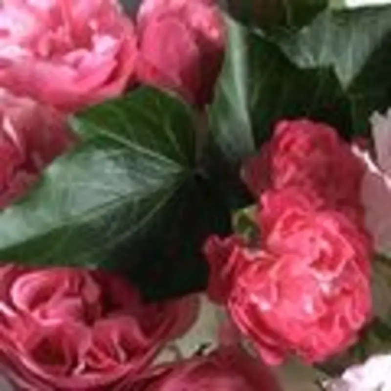 Andachtsbild von Anja mit Maja im ༺❤️༻