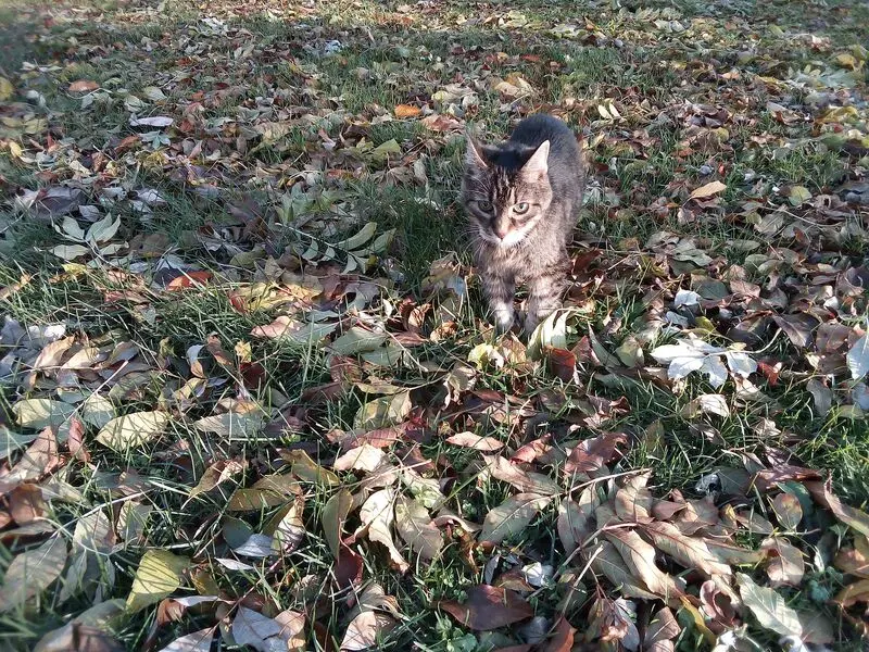 Andachtsbild von An meine kleine Puppile ❤️