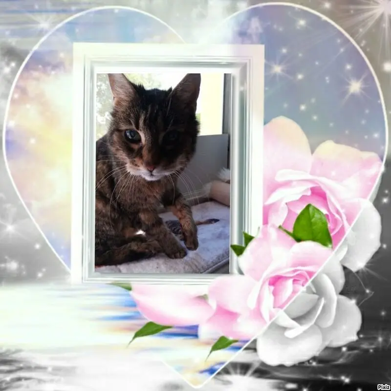 Andachtsbild von Sternchenpost ⭐