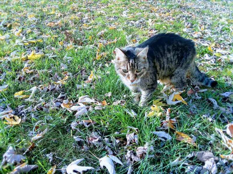 Andachtsbild von Von Netti für Puppile ❤️