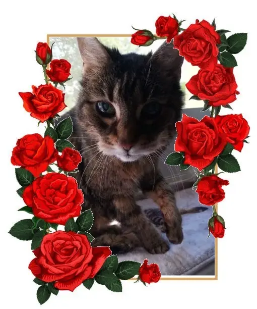 Andachtsbild von Patricia mit Bunny