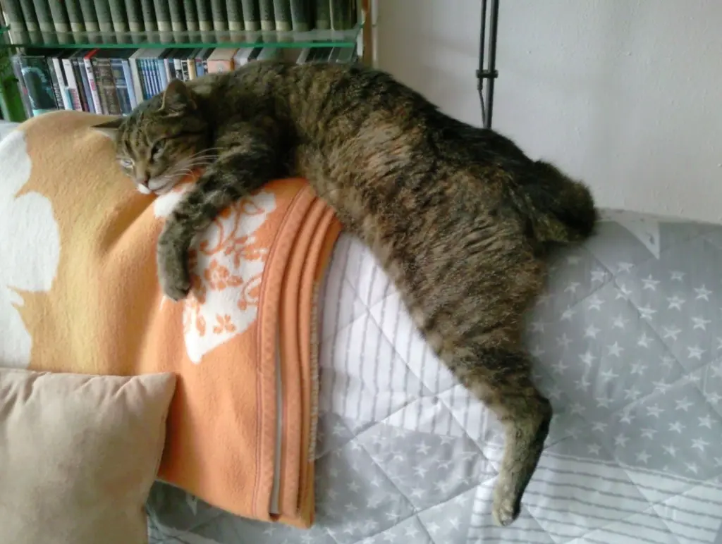 Andachtsbild von Elisabeth mit Marple im ♥