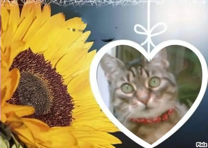 Andachtsbild von Tanja mit Timmy im Herzen 