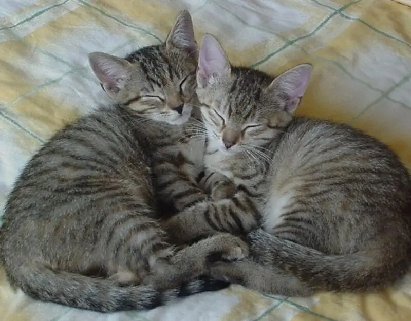 Andachtsbild von Marple an Sisi