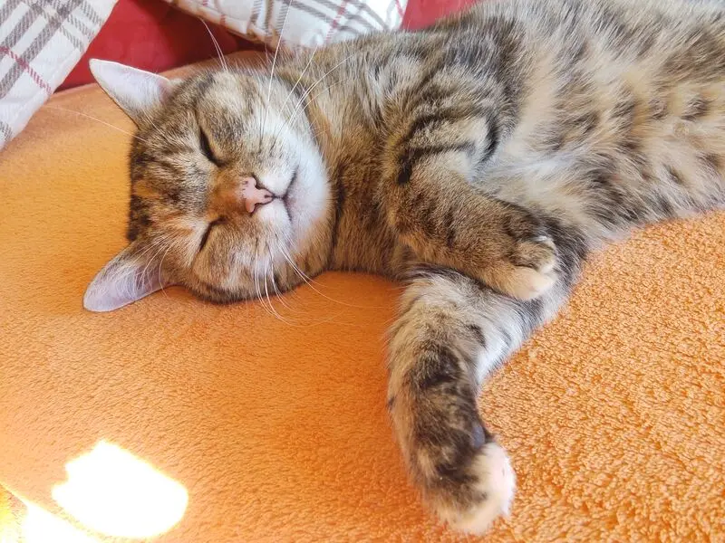 Andachtsbild von Pauline und Daniela für Engelchen Sisi ❤️