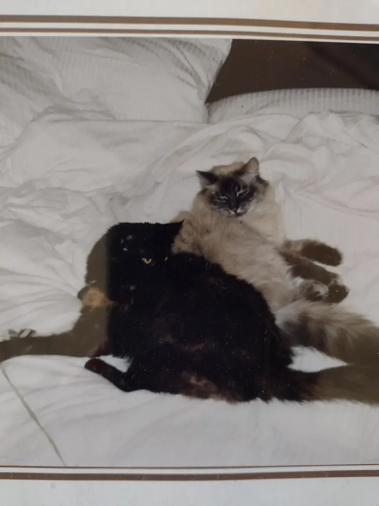 Andachtsbild von Corinna mit Emma, Pummelchen und anderen Sternlein im ❤️