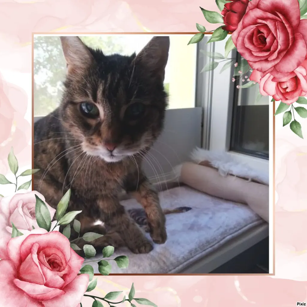 Andachtsbild von Sternchenpost ⭐