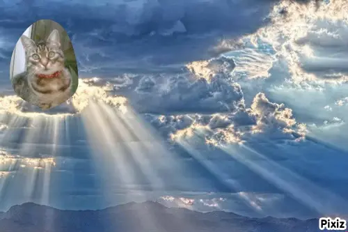 Andachtsbild von Tanja mit Timmy im Herzen 