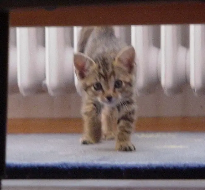 Andachtsbild von Elisabeth mit Marple im Herzen