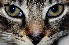 Andachtsbild von Elisabeth mit Marple im Herzen