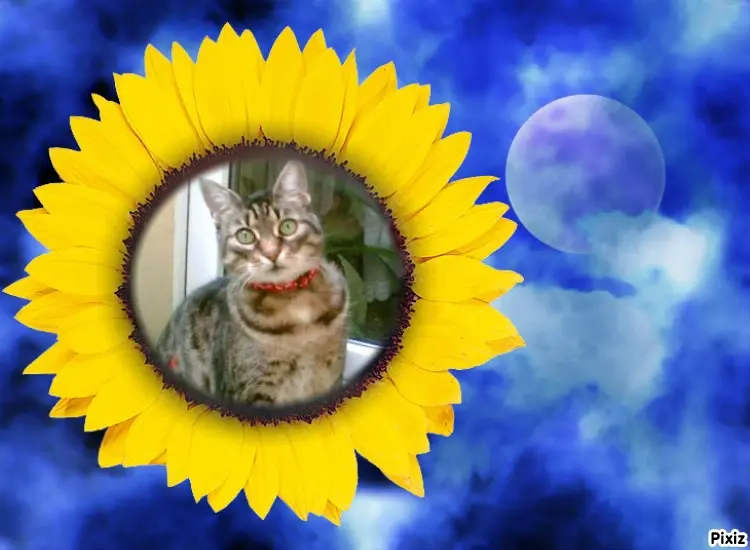 Andachtsbild von Tanja mit Timmy im Herzen 