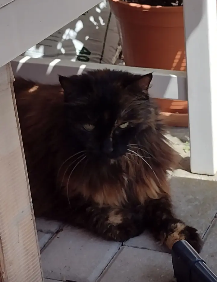 Andachtsbild von Corinna mit Emma, Pummelchen und anderen Sternlein im Herzen