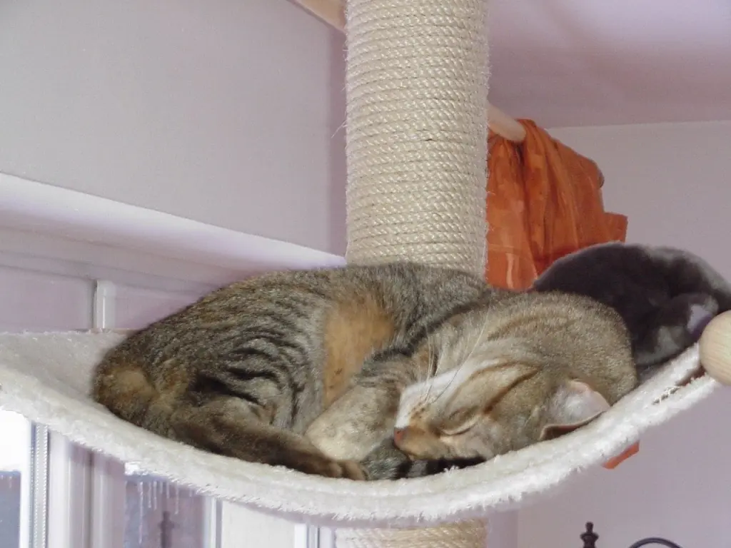 Andachtsbild von Elisabeth mit Marple und Arafat im ♥