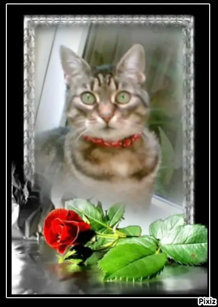 Andachtsbild von Tanja mit Timmy im Herzen 