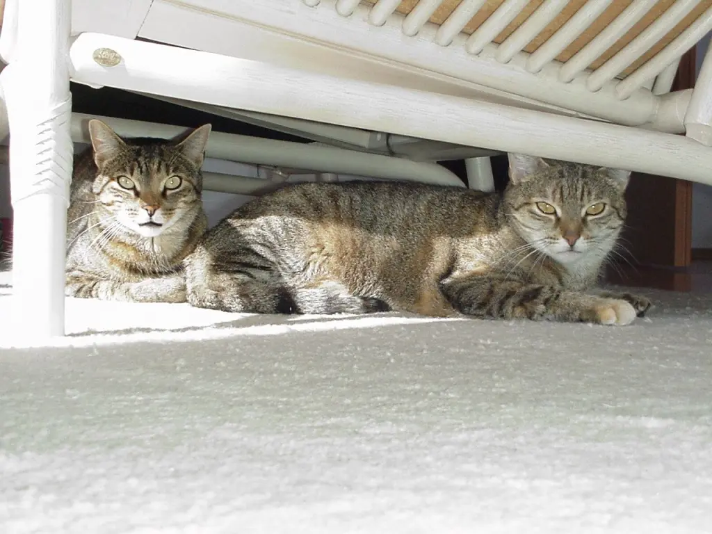 Andachtsbild von Elisabeth mit Marple im ♥