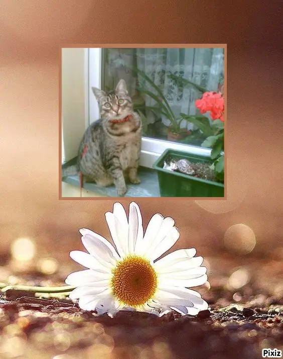 Andachtsbild von Tanja mit Timmy im Herzen 