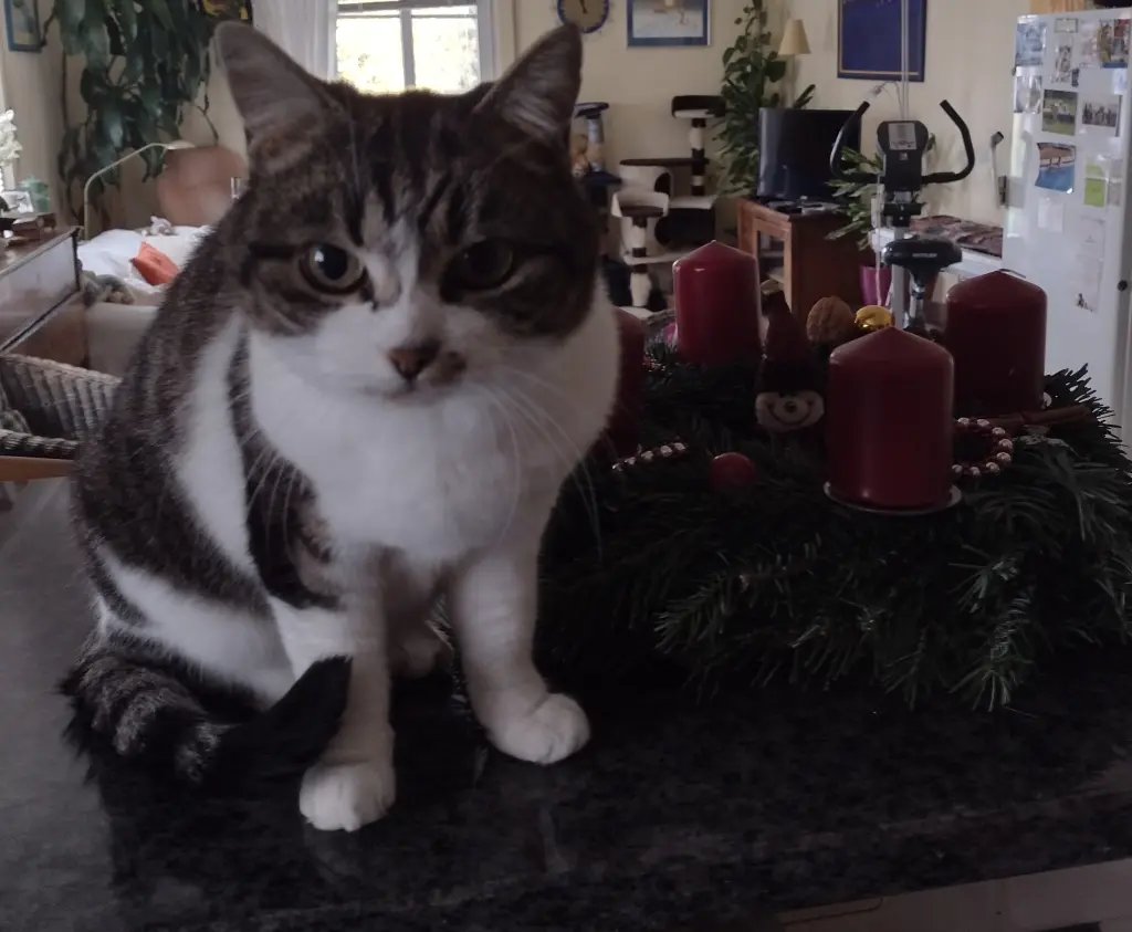 Andachtsbild von Corinna mit Emma, Pummelchen und anderen Sternleine im Herzen