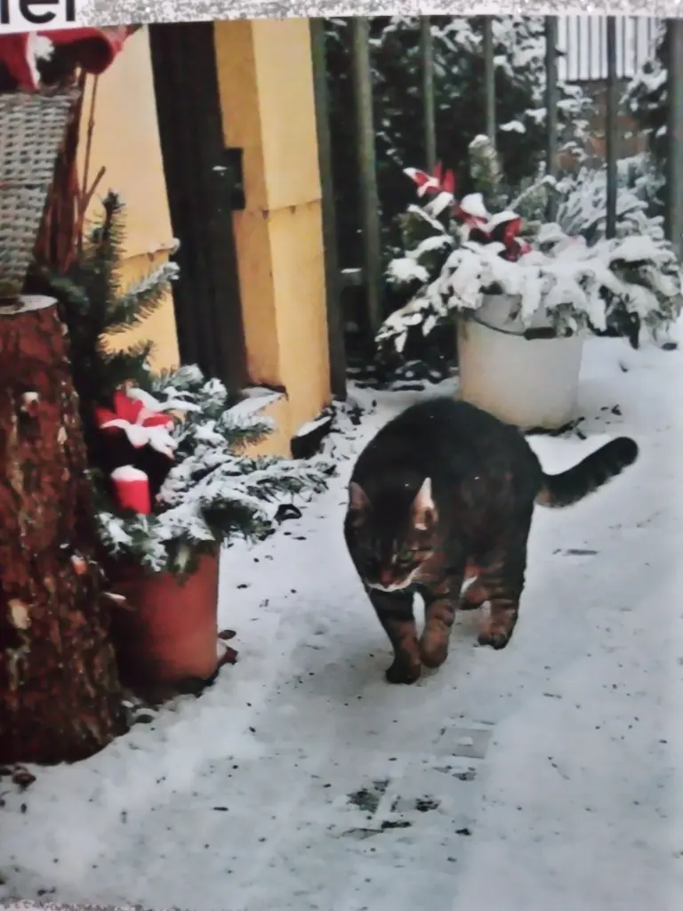 Andachtsbild von Für Dich mein kleines Puppikind ❤️