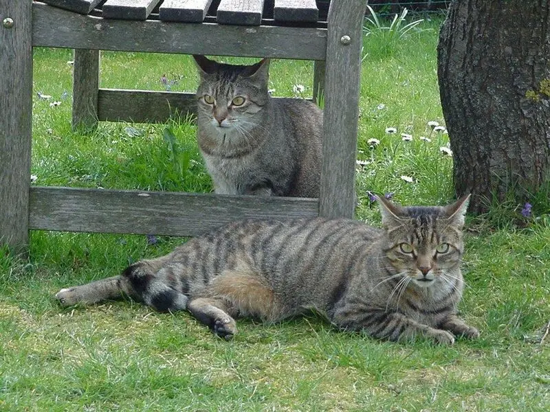 Andachtsbild von an Sisi