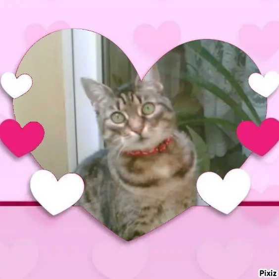 Andachtsbild von Tanja mit Timmy im Herzen 