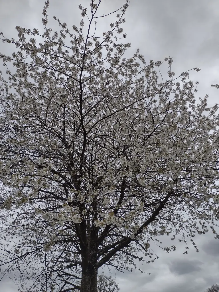 Andachtsbild von Corinna mit Emma, Pummelchen und anderen Sternlein im ❤️
