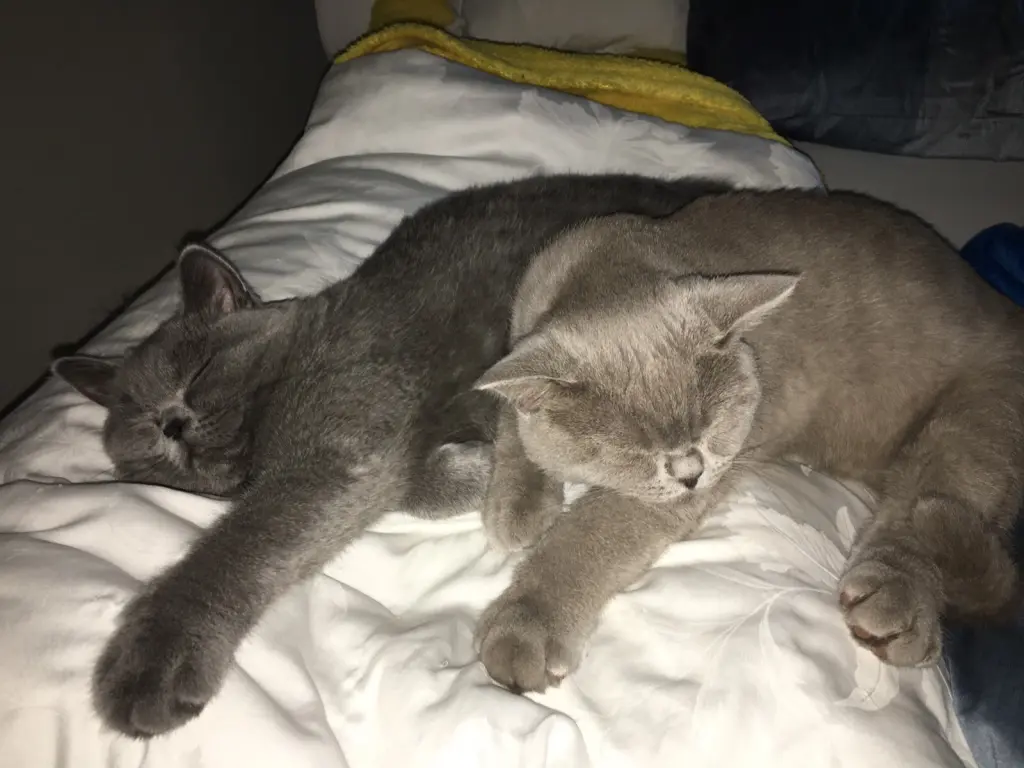 Andachtsbild von An Sonnele und Netti