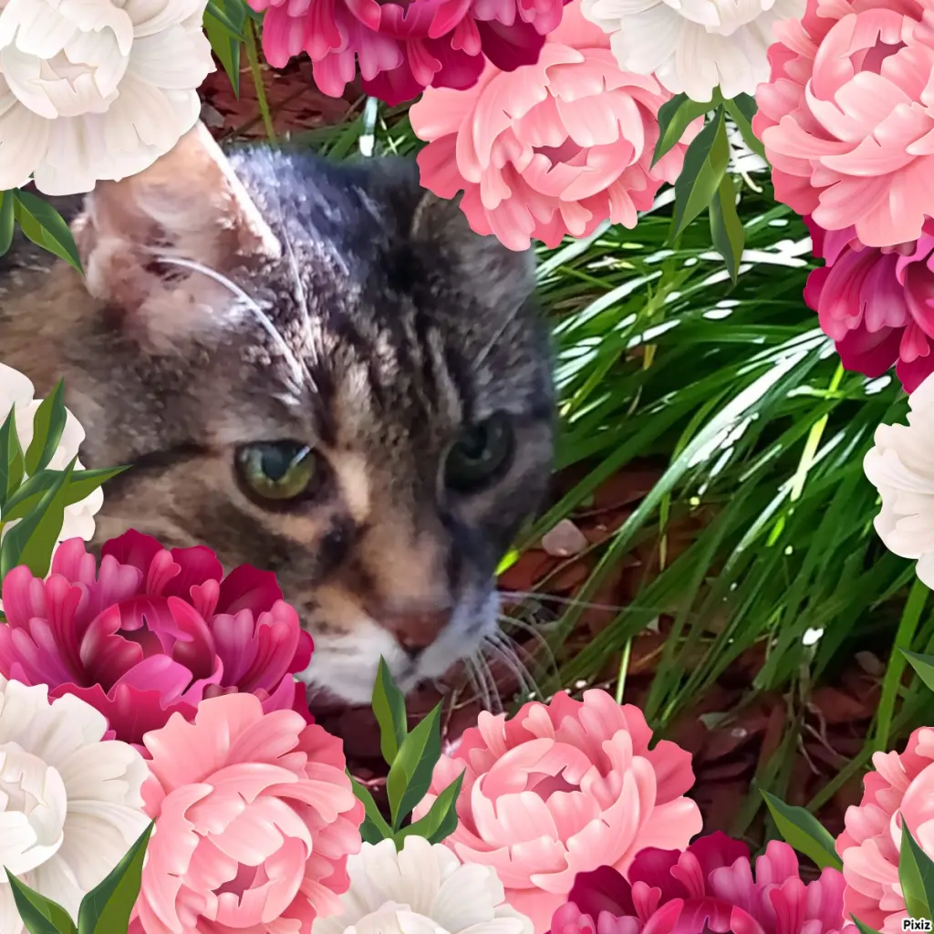 Andachtsbild von Für Dich mein kleiner Spatz ❤️