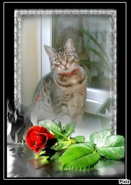 Andachtsbild von Tanja mit Timmy im Herzen 