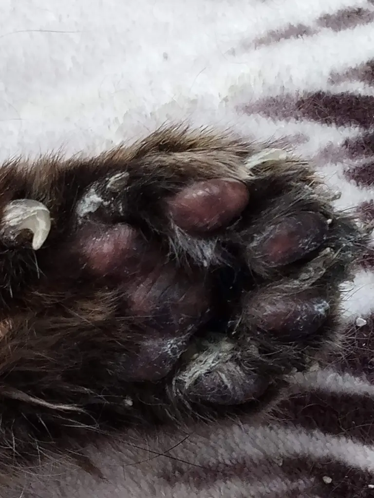 Andachtsbild von ❤️❤️❤️❤️